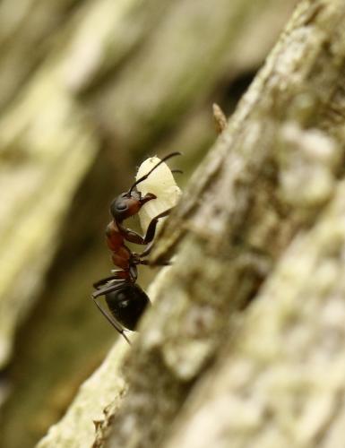 Formica rufa